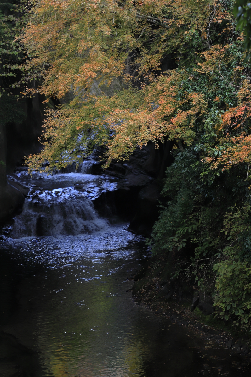 Herbslaub am Nōmizo-Wasserfall