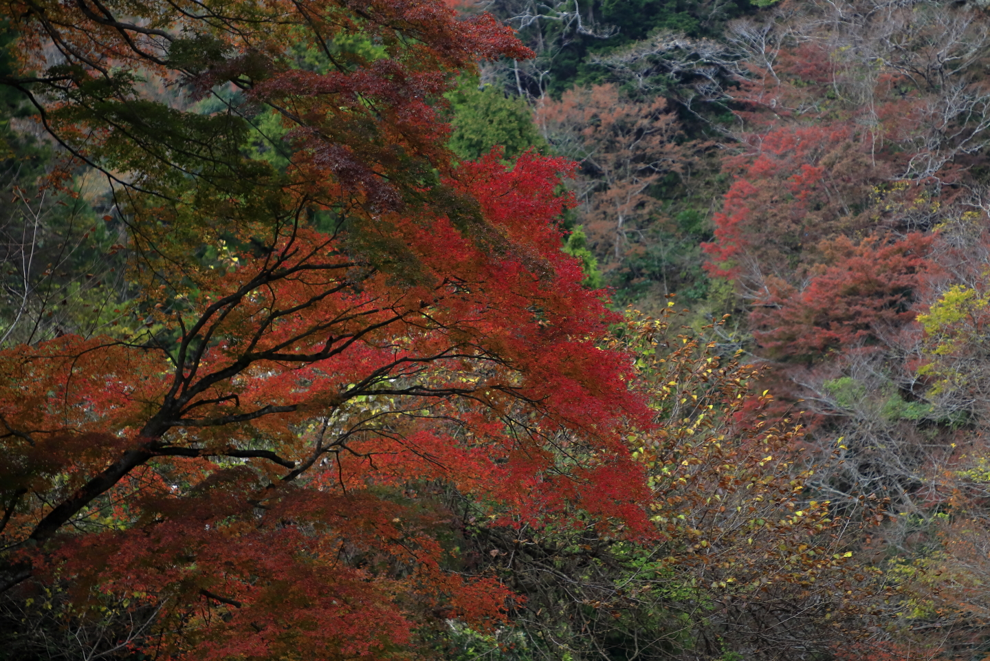 Rotes Herbstlaub an einem Spazierweg im Yōrō Keikoku-Park.