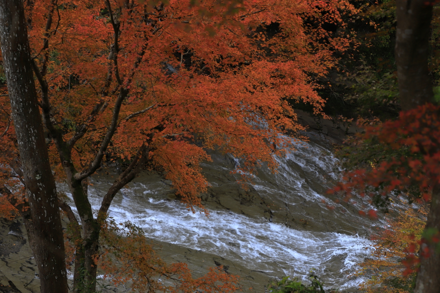 Herbstlaub am Awamata-Wasserfall im Yōrō Keikoku-Park.