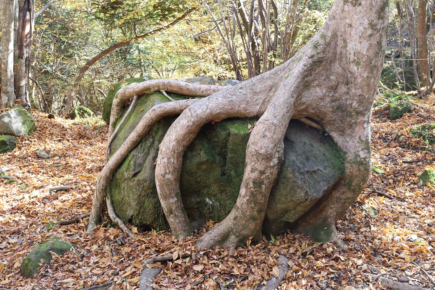 Auf einem Stein wachsender Baum im Aso-Kujū-Nationalpark