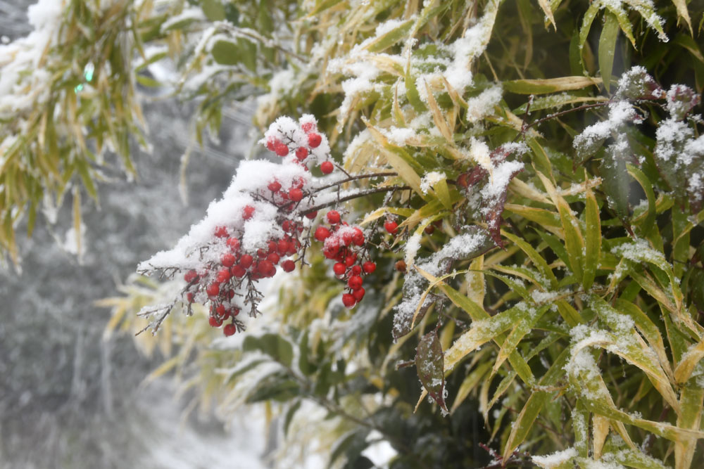 Schnee in Kamakura