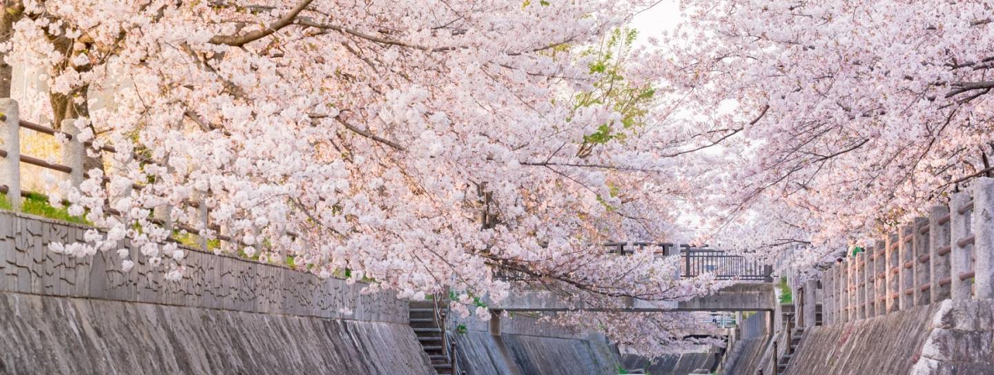 Kirschblüte in japan 2020> von Bl[henden Kirschb'umen umrahmter Kanal