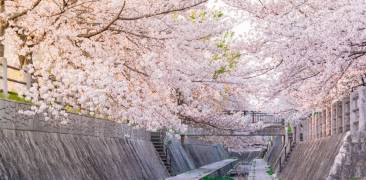 Kirschblüte in japan 2020> von Bl[henden Kirschb'umen umrahmter Kanal