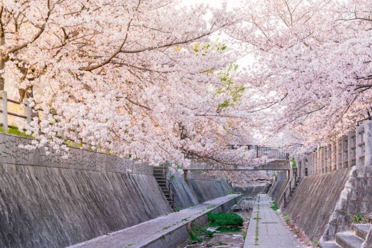 Kirschblüte in japan 2020> von Bl[henden Kirschb'umen umrahmter Kanal