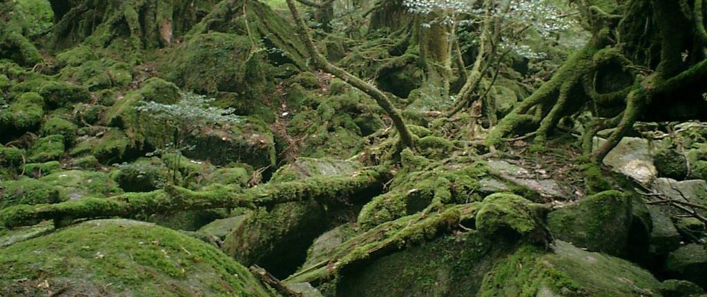 Yakushima Waldlandschaft