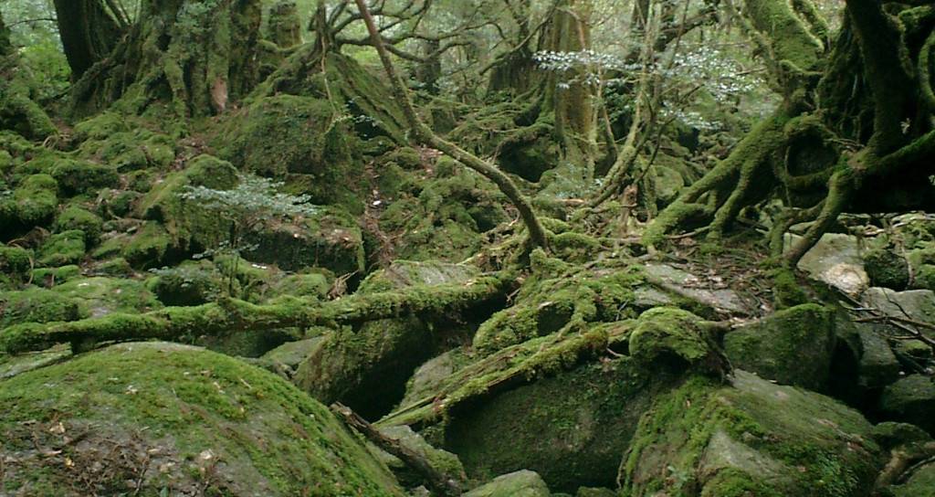 Yakushima Waldlandschaft