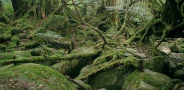 Yakushima Waldlandschaft