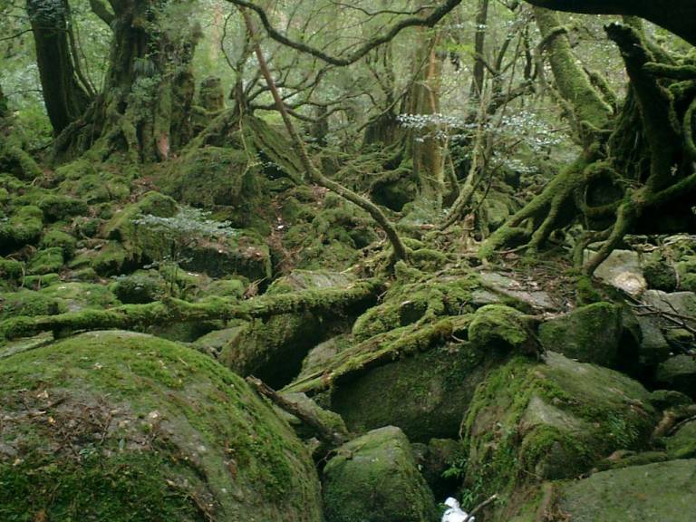 Yakushima Waldlandschaft