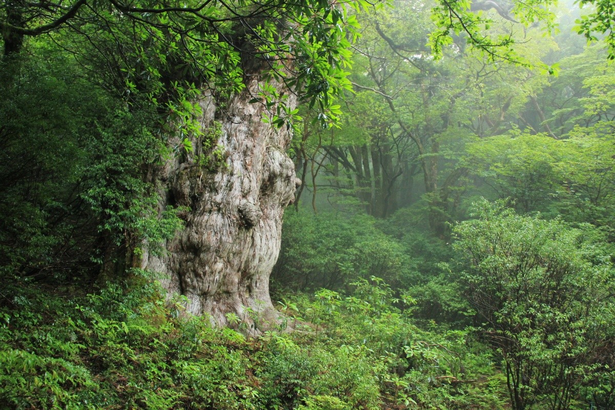 Jomon Sugi Zedernbaum