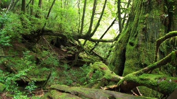 Yakusugi Land auf Yakushima