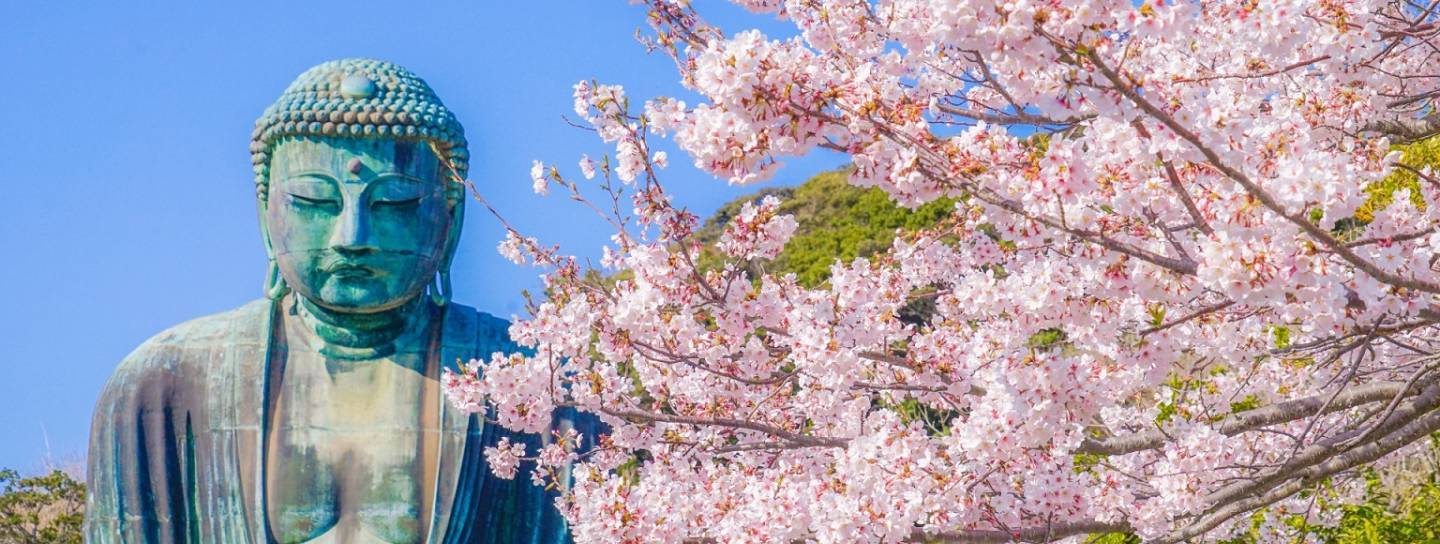 Großer Buddha in Kamakura mit Kirschblüten