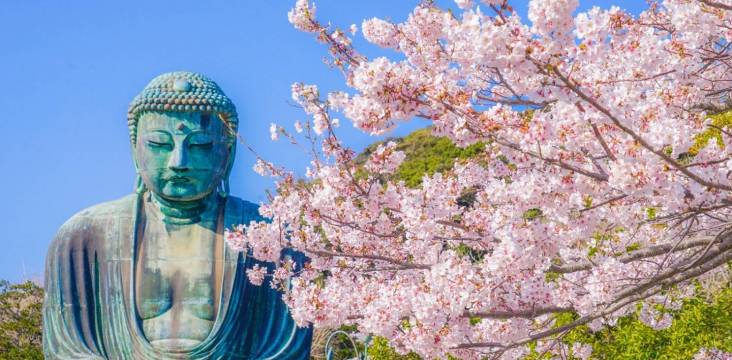 Großer Buddha in Kamakura mit Kirschblüten