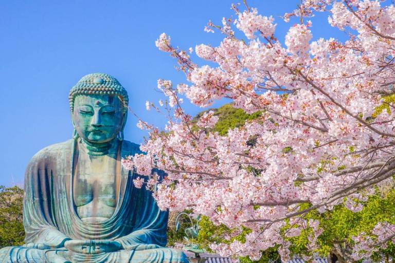 Großer Buddha in Kamakura mit Kirschblüten