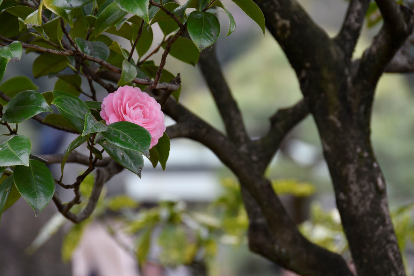 Japanischer Garten im Kiyosumi-Park