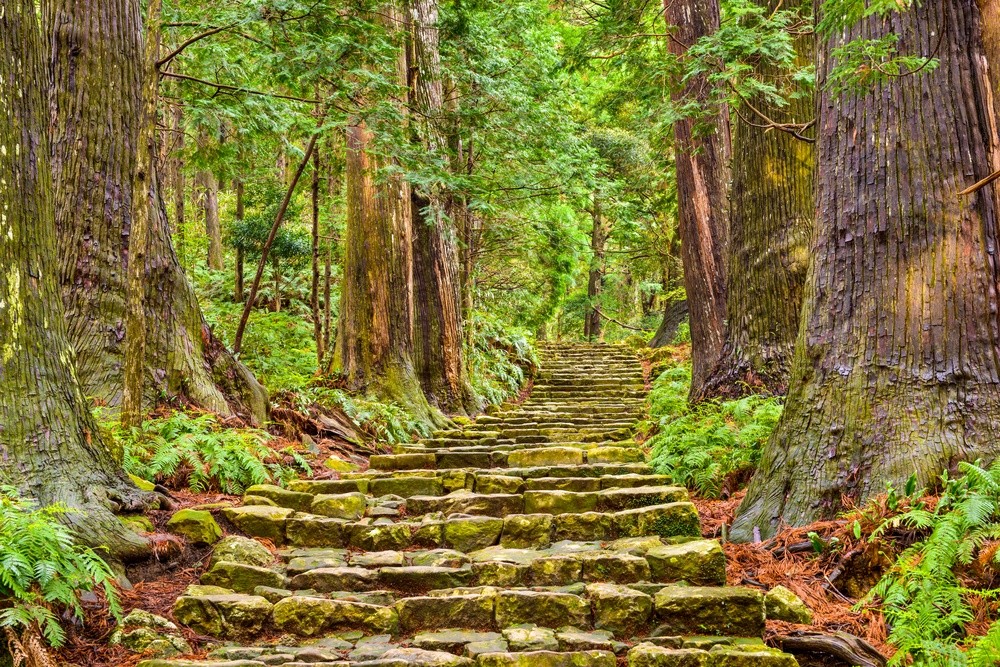 Waldweg auf dem Kumano Kodō