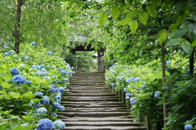 Waldweg zwischen Hortensien