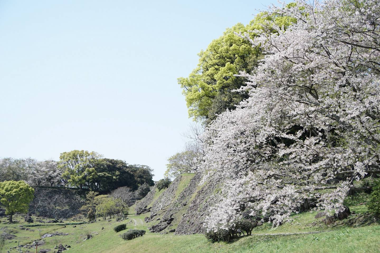 Kirschblüten in Karatsu