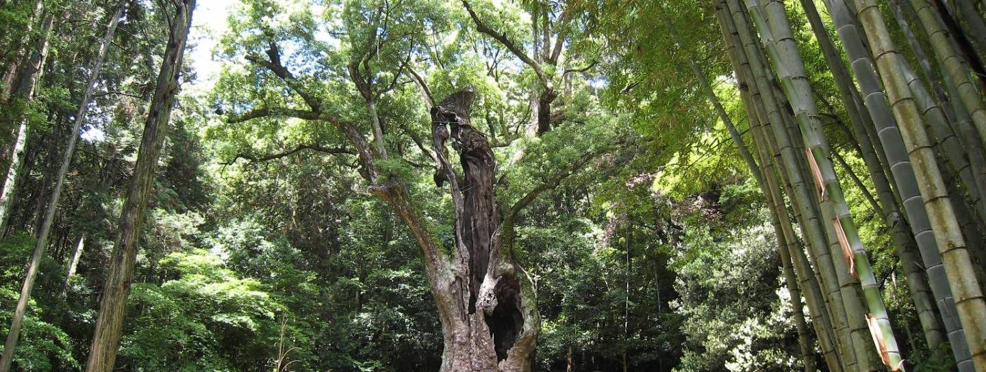 Prächtiger Kampferbaum im Wald in Takeo