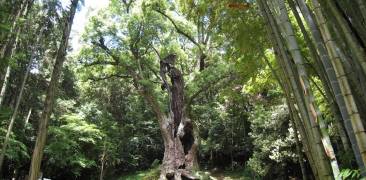 Prächtiger Kampferbaum im Wald in Takeo