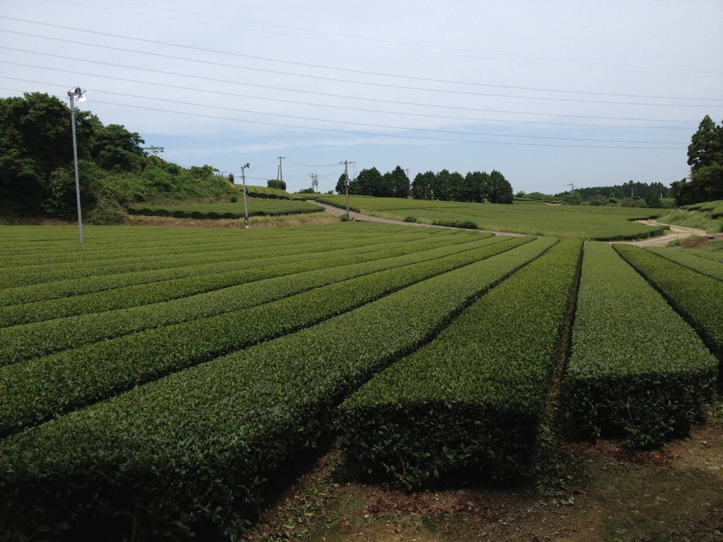 Teefelder in Ureshino