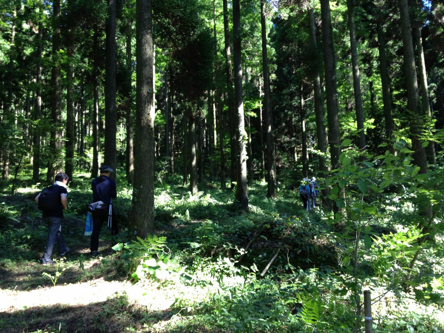 Wald in Ureshino