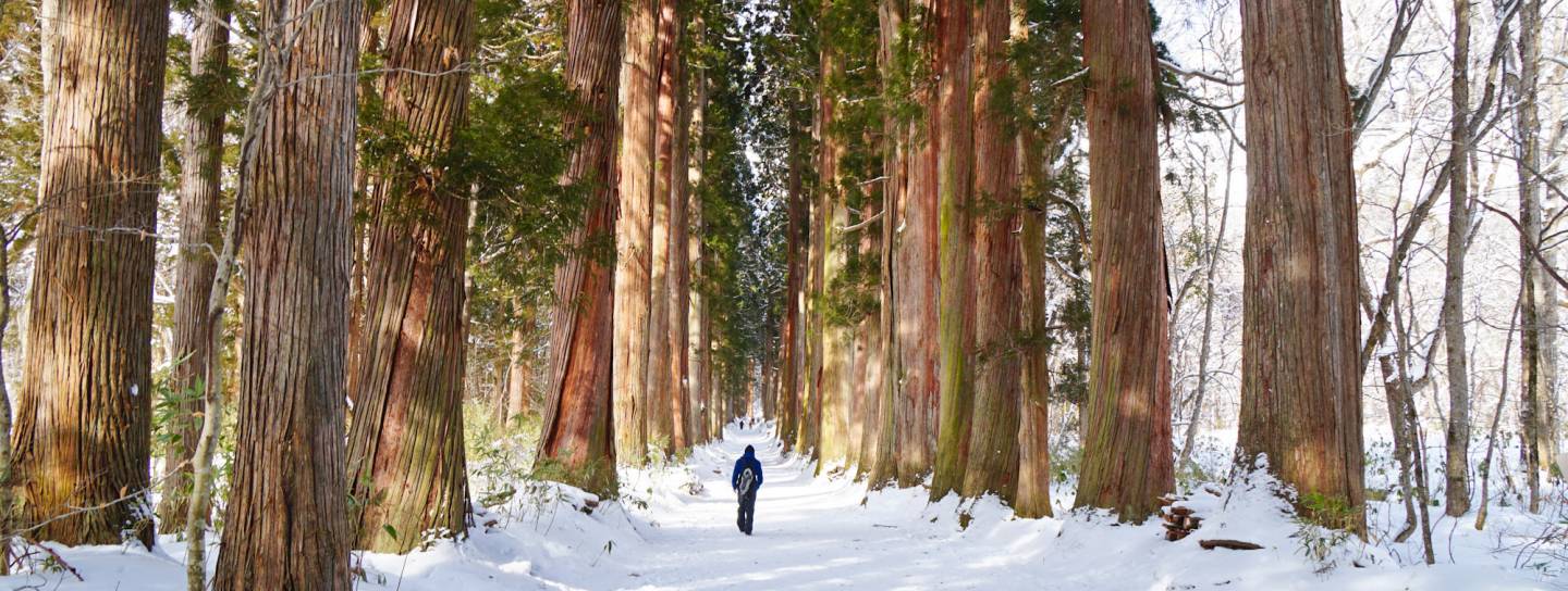alte Zedern im verschneiten Nagano