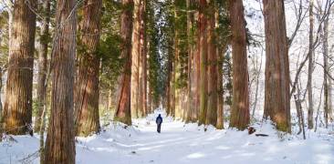 alte Zedern im verschneiten Nagano