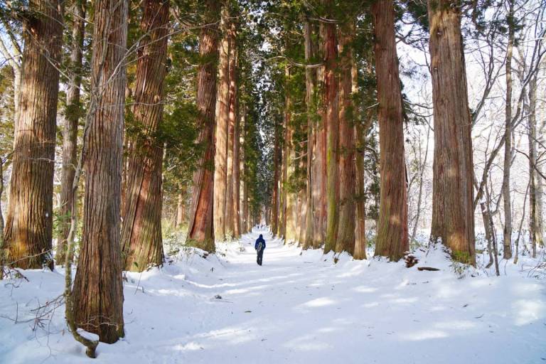 alte Zedern im verschneiten Nagano