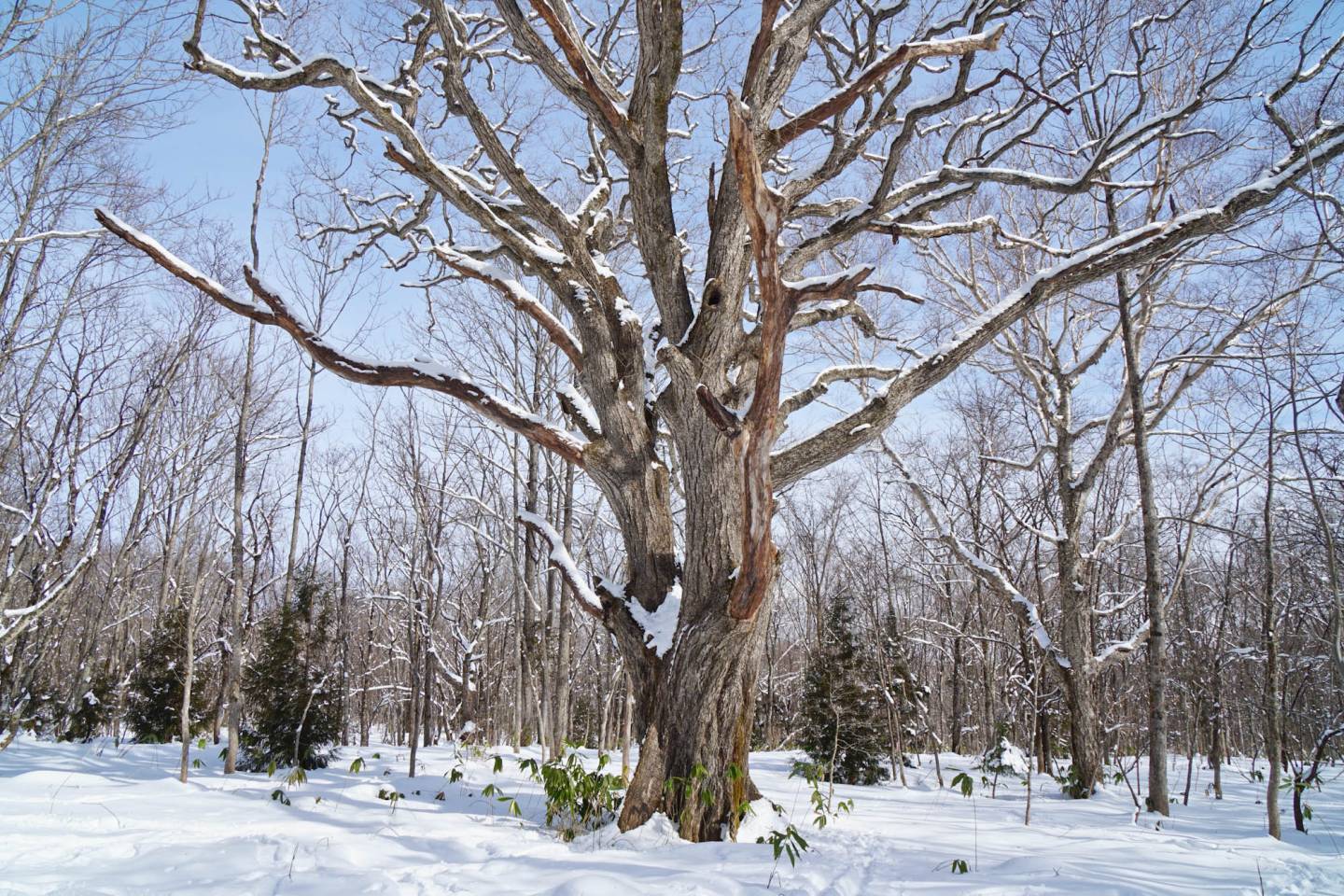 alter Baum im verschneiten Nagano