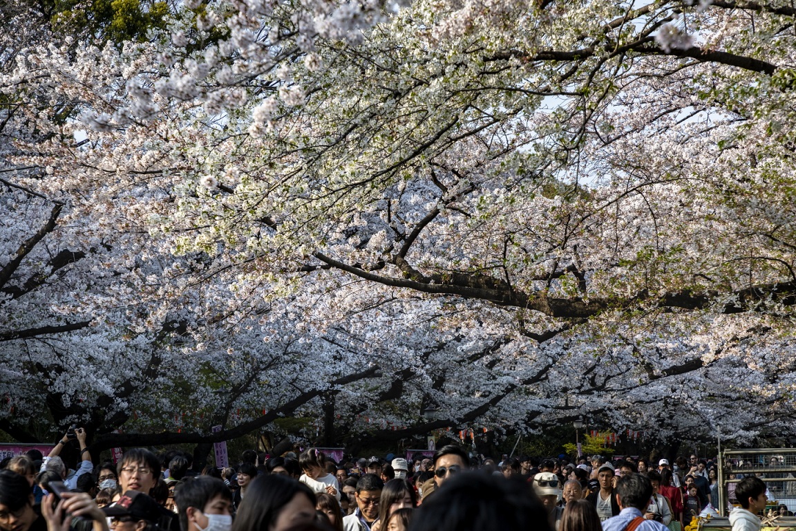 Kirschblütenbäume im Ueno-Park