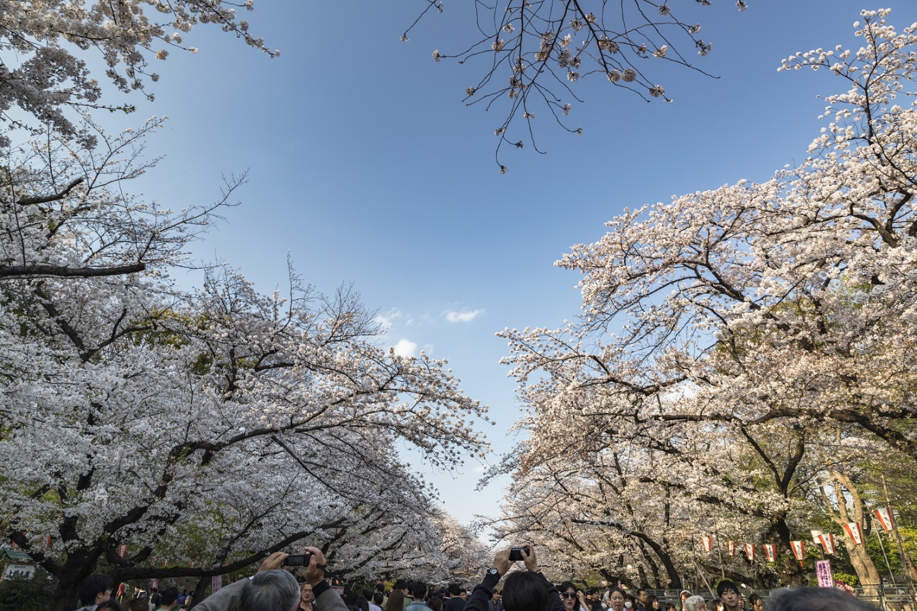 Kirschblüten im Ueno-Park