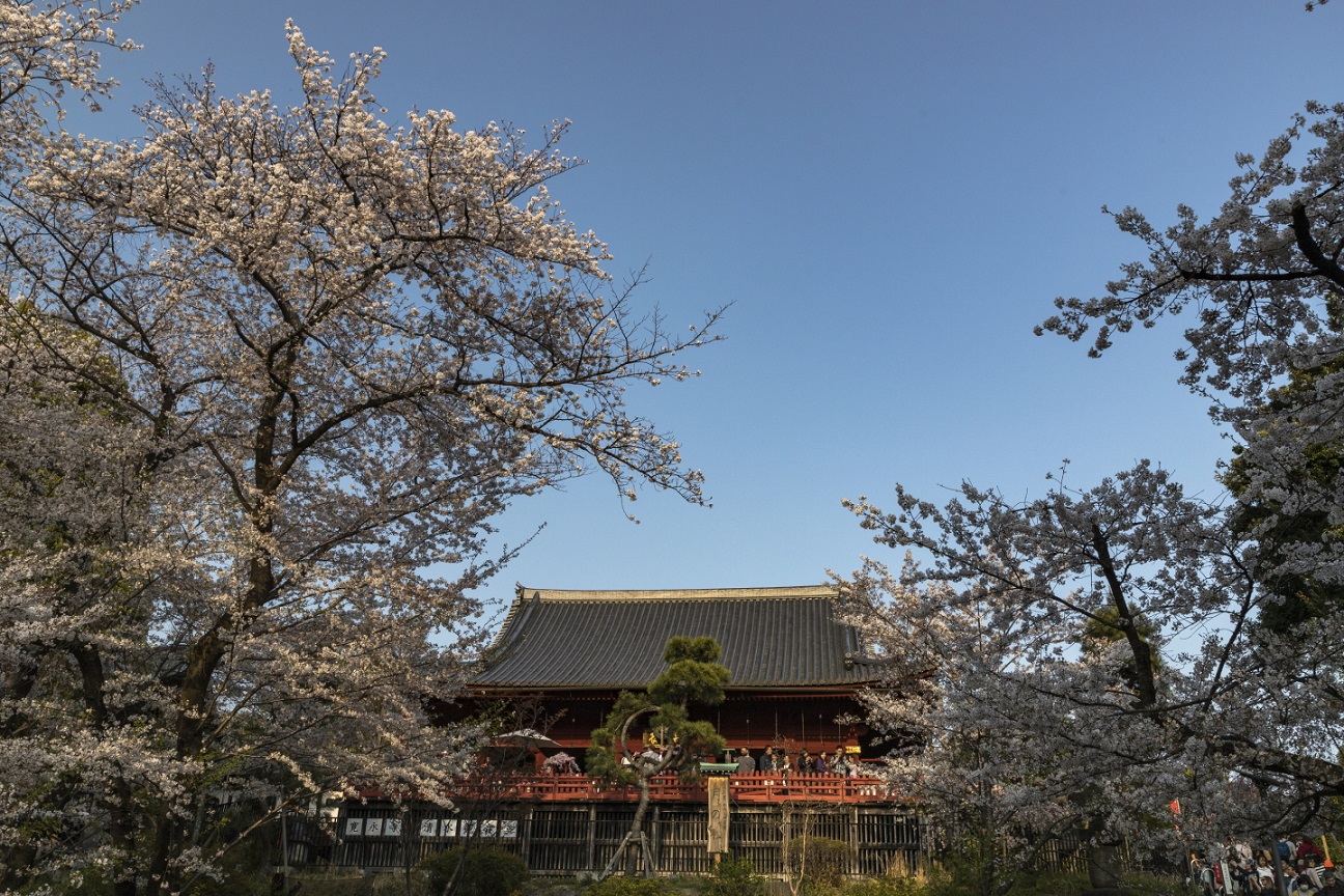 Blick von der Kirschblütenstraße zum Kiyomizu Kannon-dō