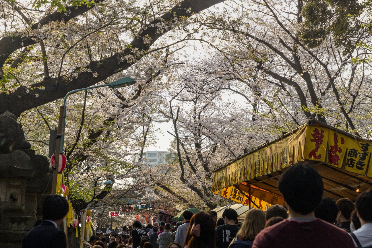 Kirschblüten im Ueno-Park