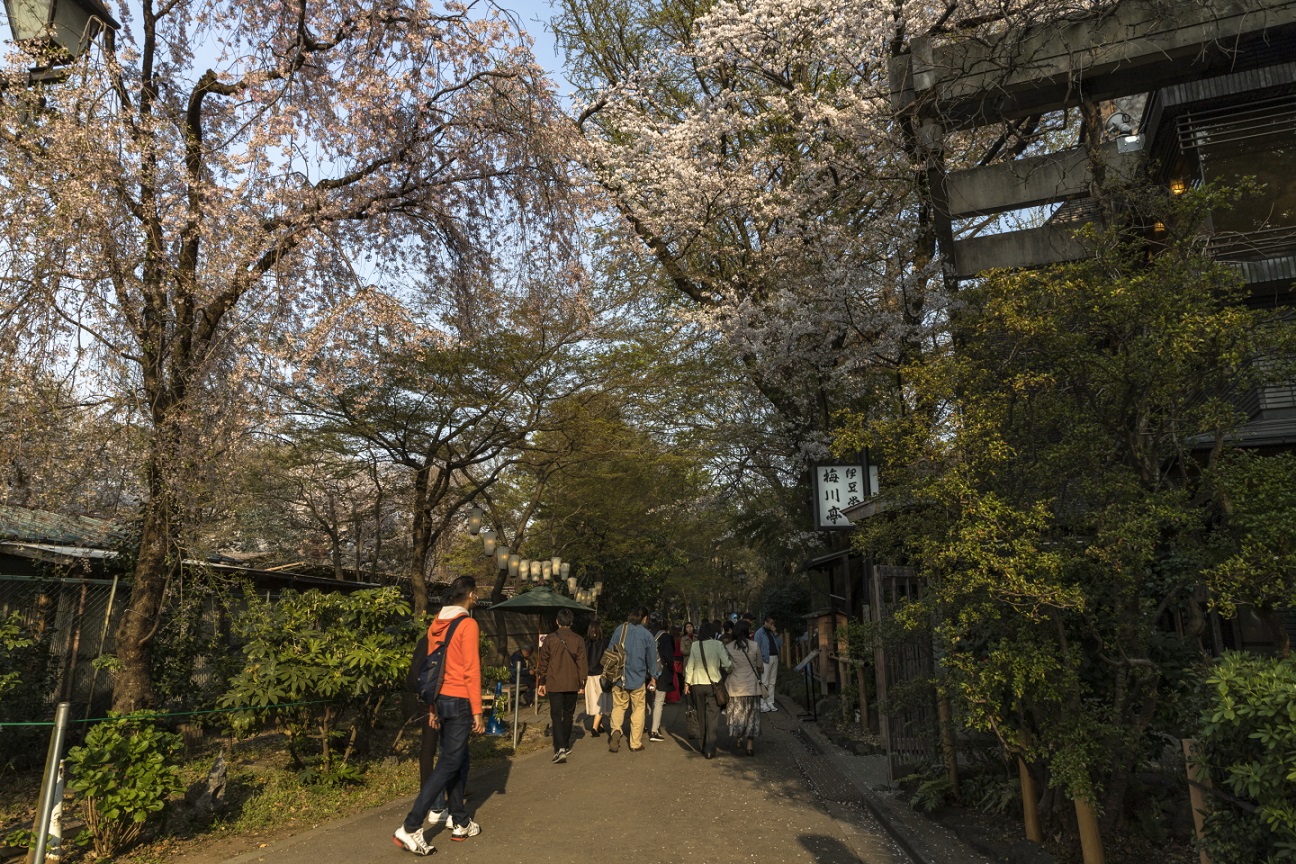 Gasse mit Kirschblüten im Ueno-Park