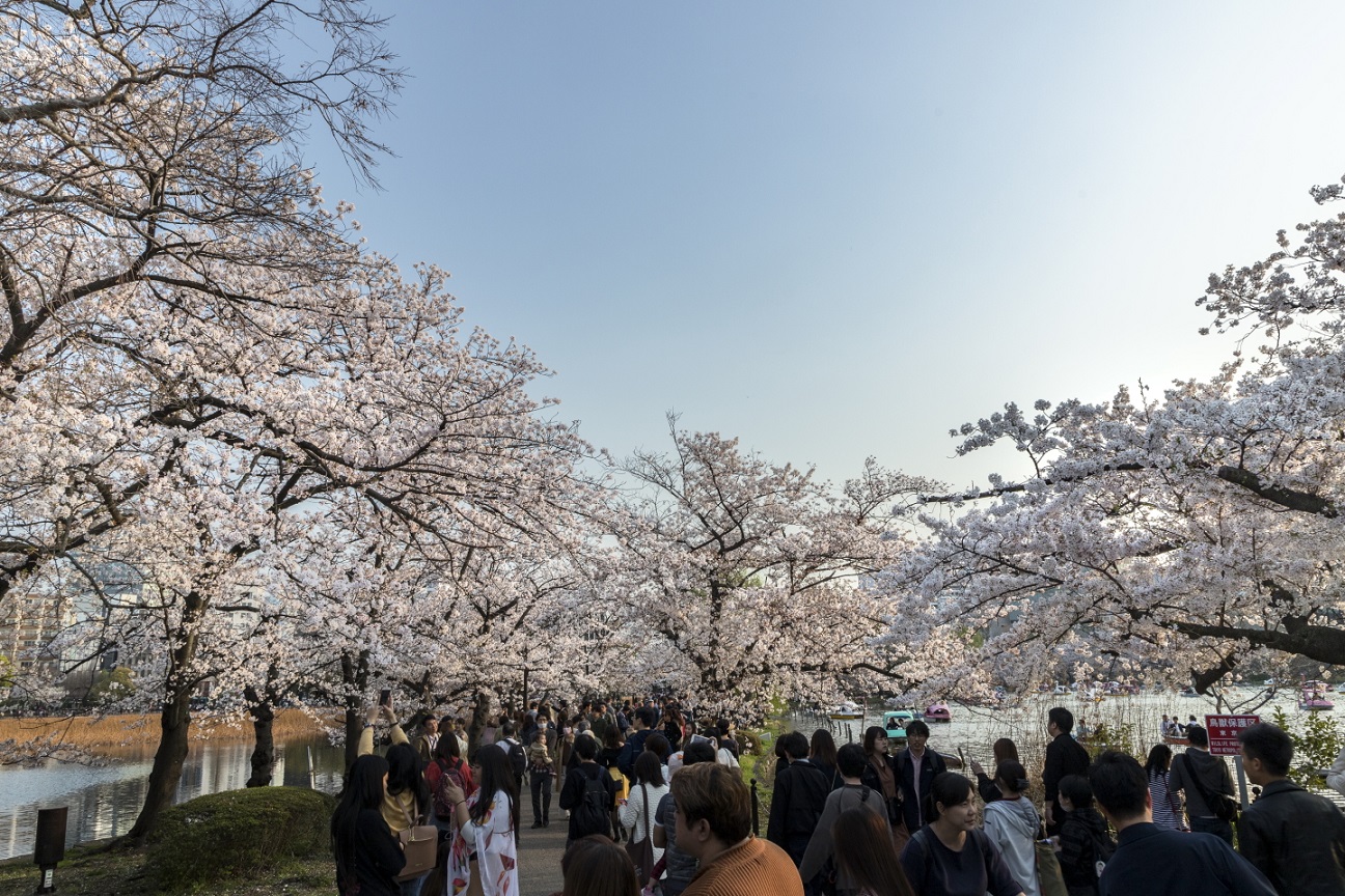 Kirschblütenweg am Shinobazu-See