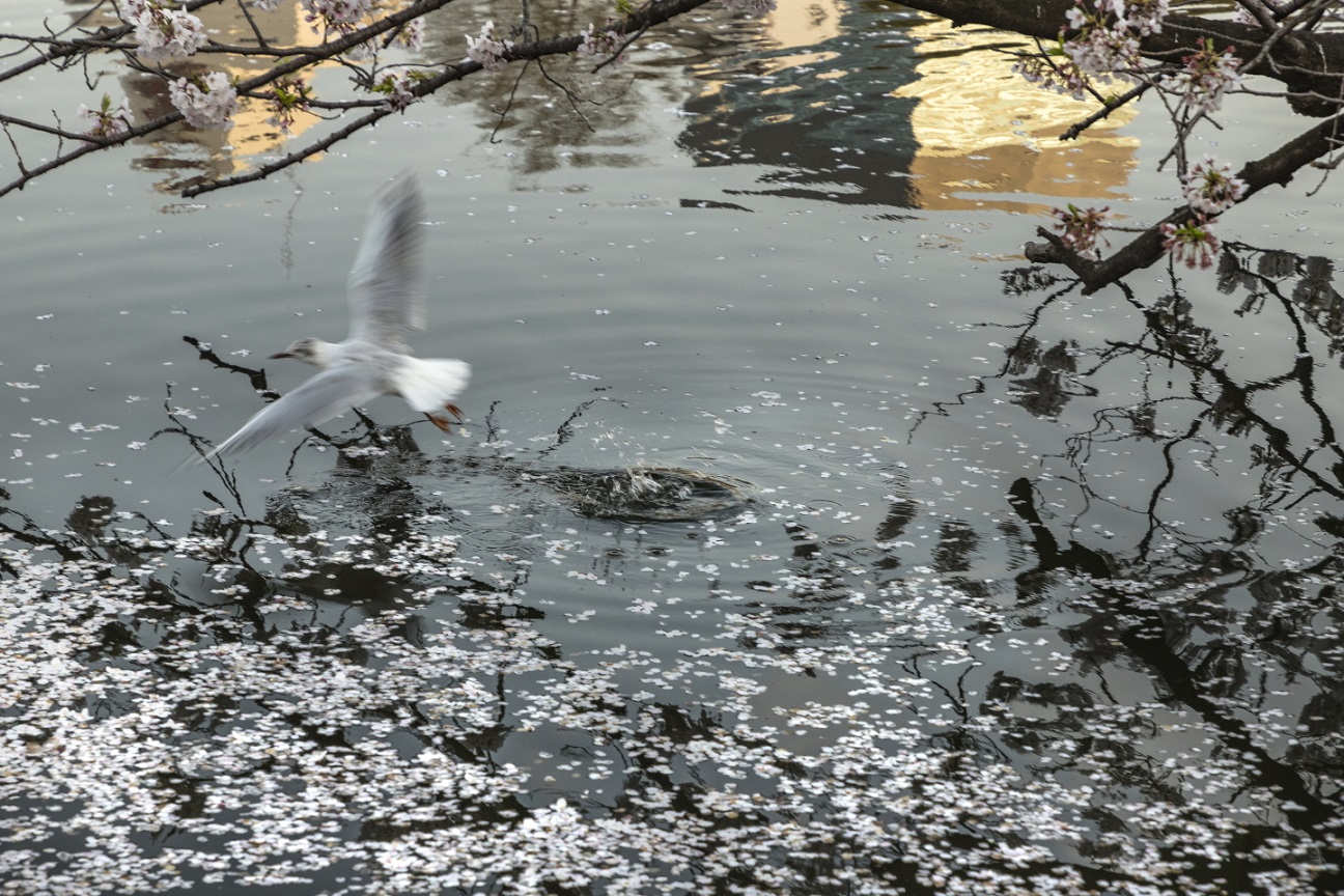 Wegfliegende Möwe am Shinobazu-See