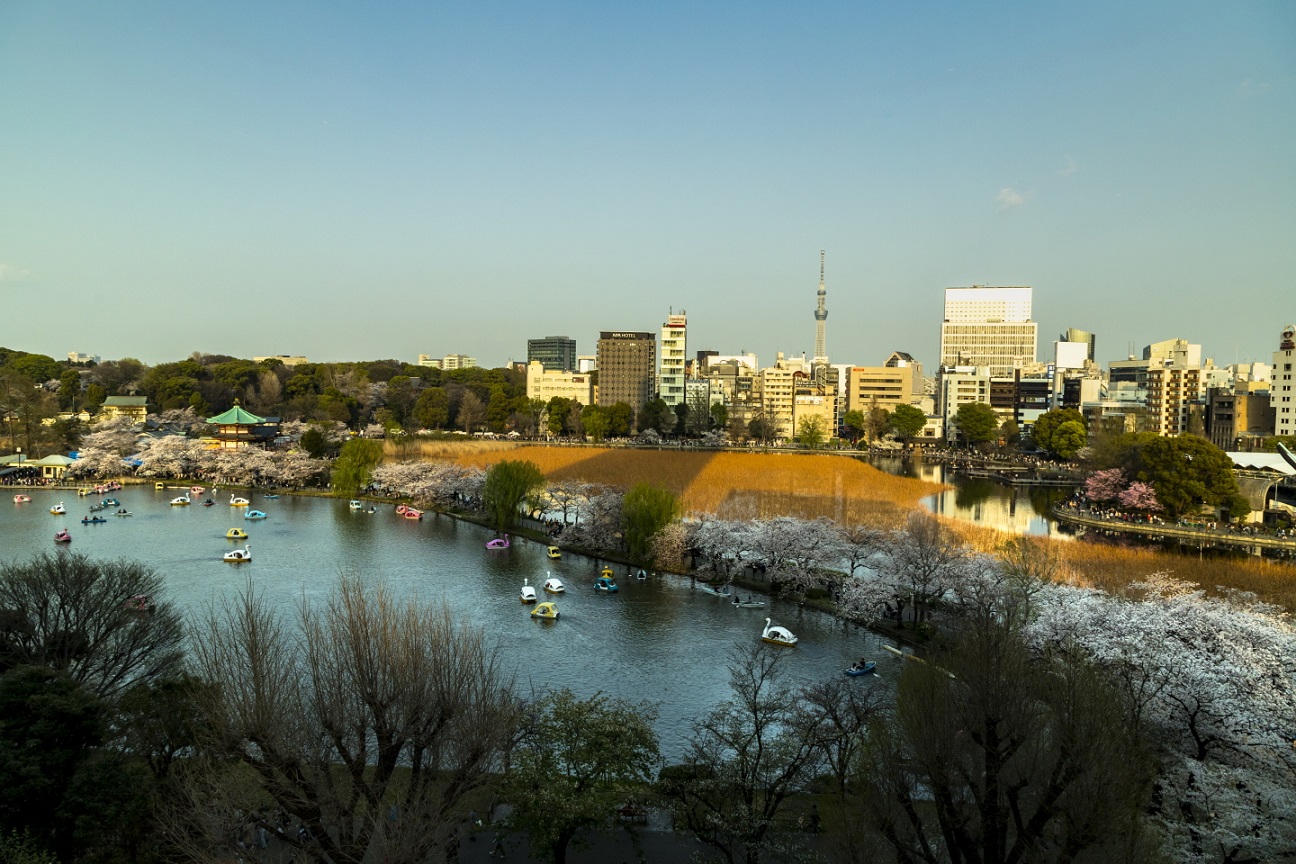 See mit Kirschblüten, im Hintergrund der Tokyo Sky Tree