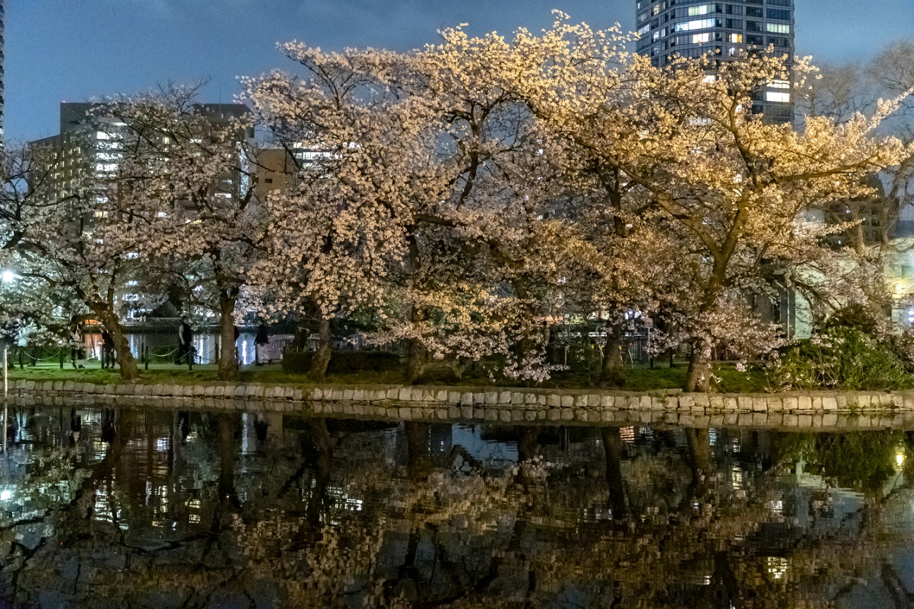 Kirschblüten am Abend