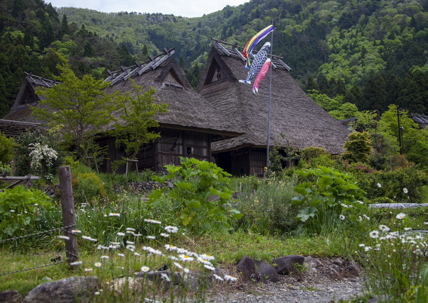 Koi nobori in Kitamura