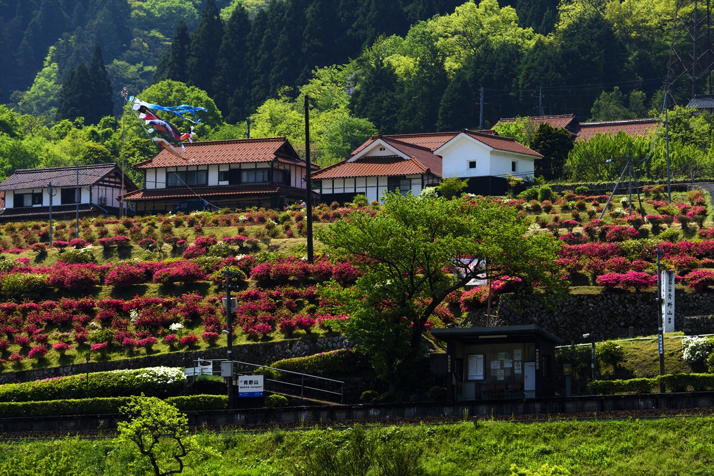 Koi nobori in Tsuwano in der Präfektur Shimane