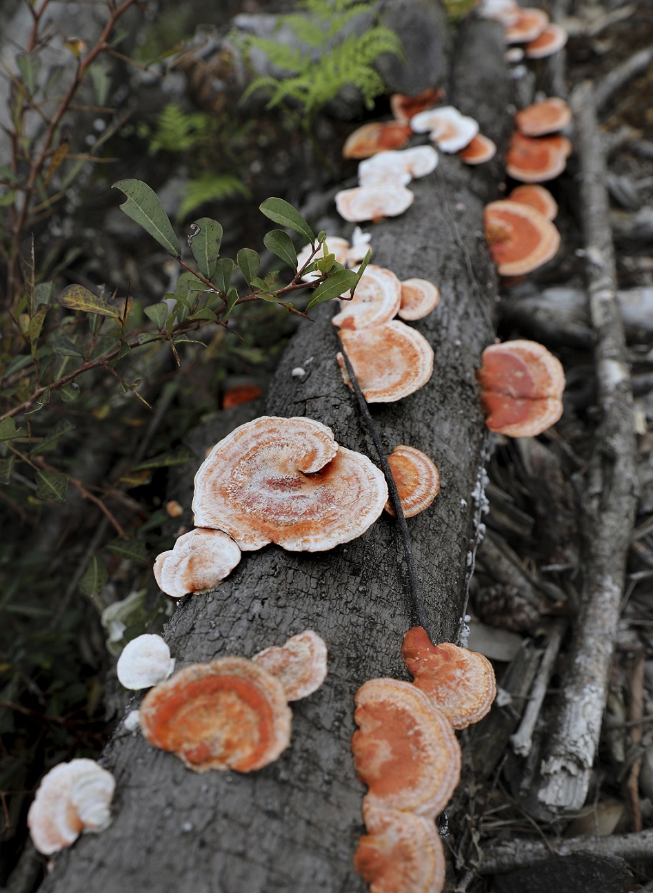 Pilzkolonie auf Yakushima