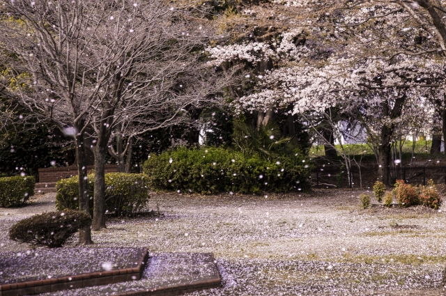 Kirschblüten in Japan