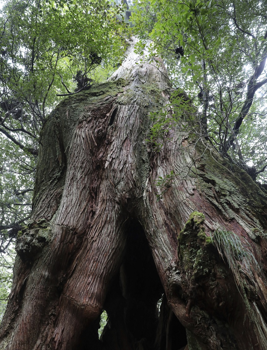 Zedernbaum auf Yakushima