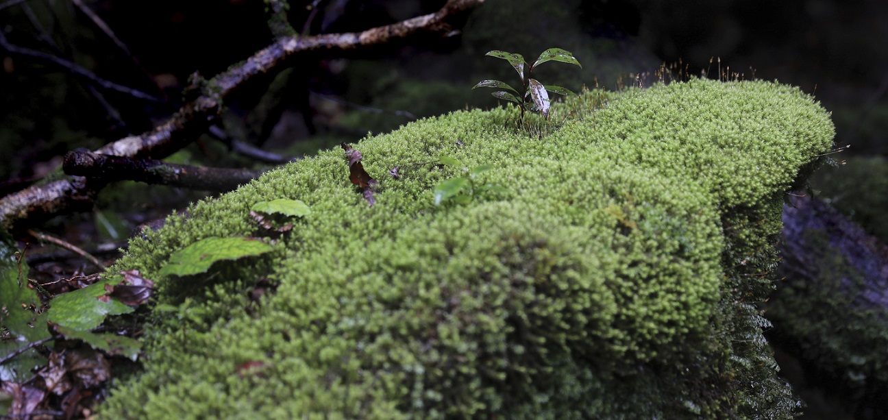 Moosbedeckte Wurzeln auf Yakushima