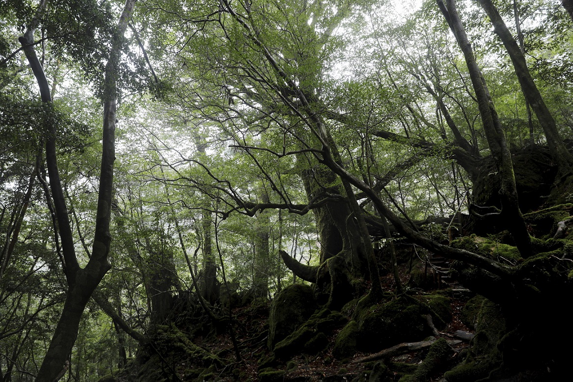 Wald auf Yakushima