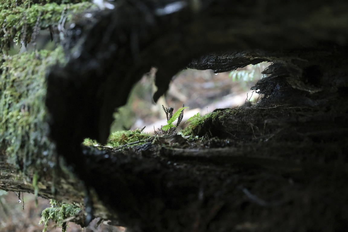 Baumstumpf auf Yakushima