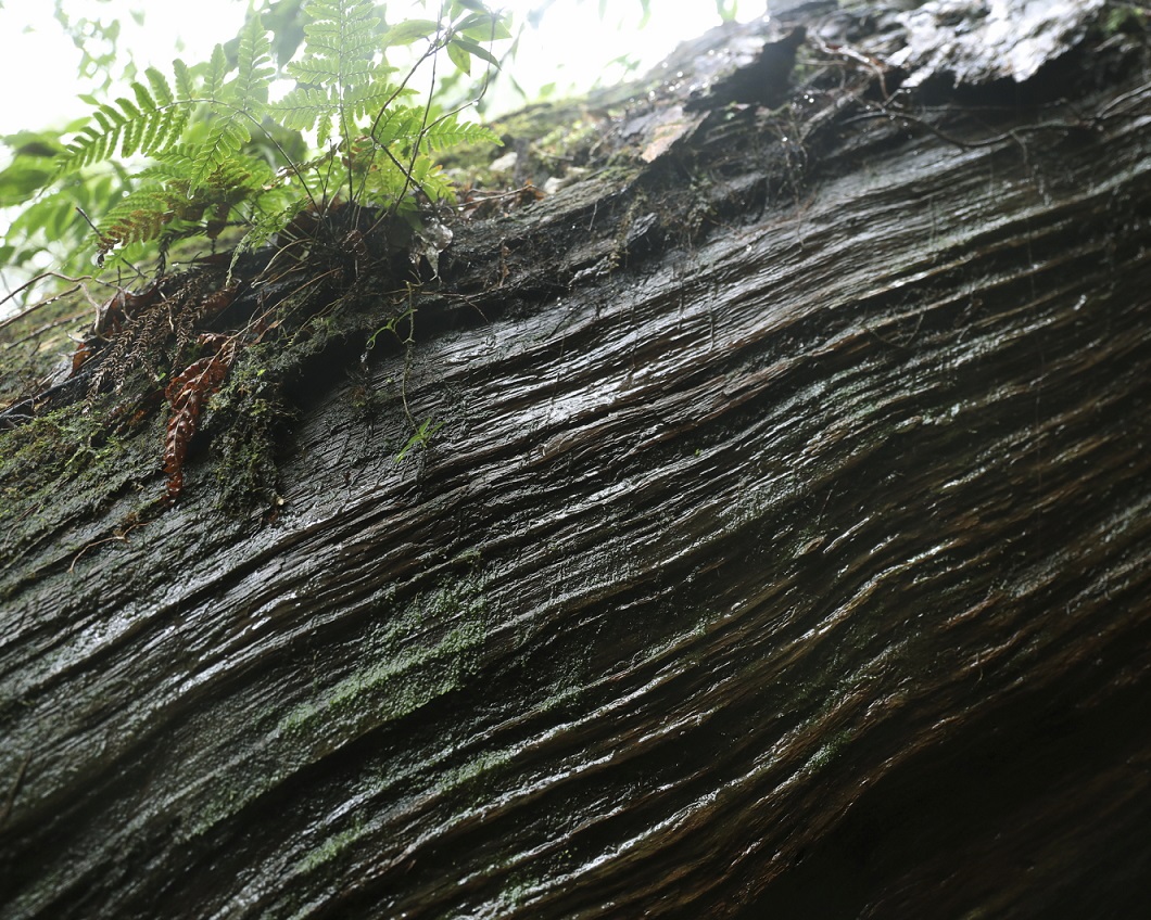 Baumrinde auf Yakushima