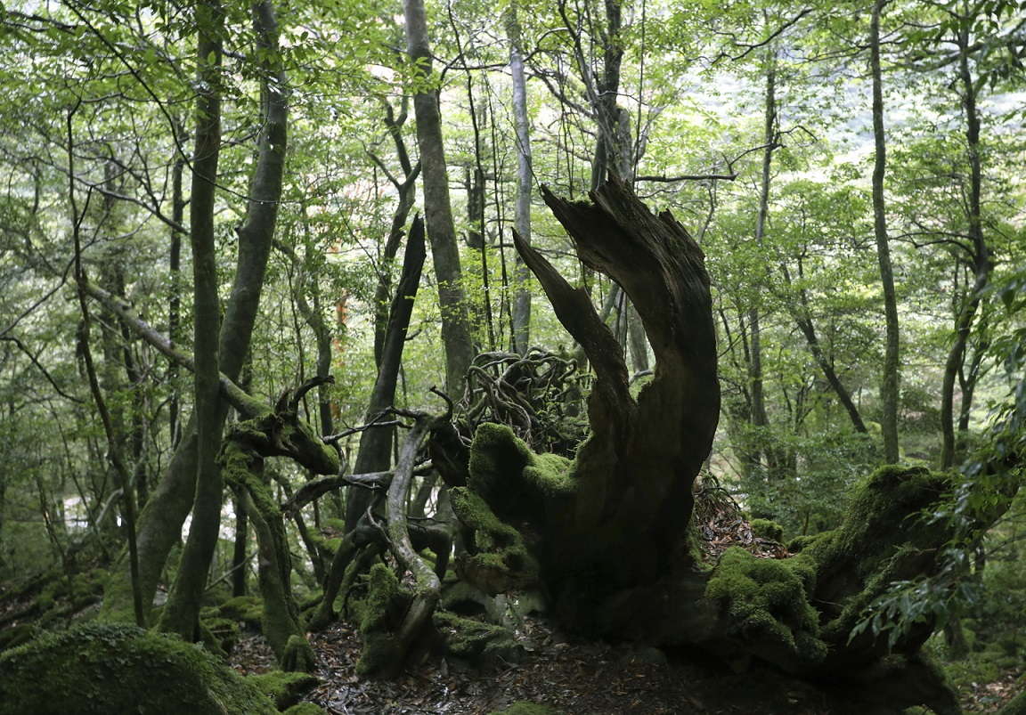 Wald auf Yakushima