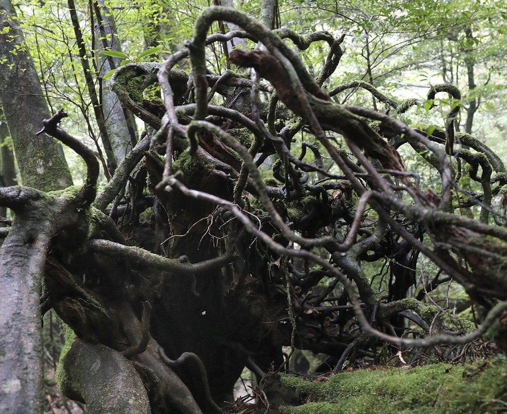 Umgestürztes Wurzelwerk auf Yakushima