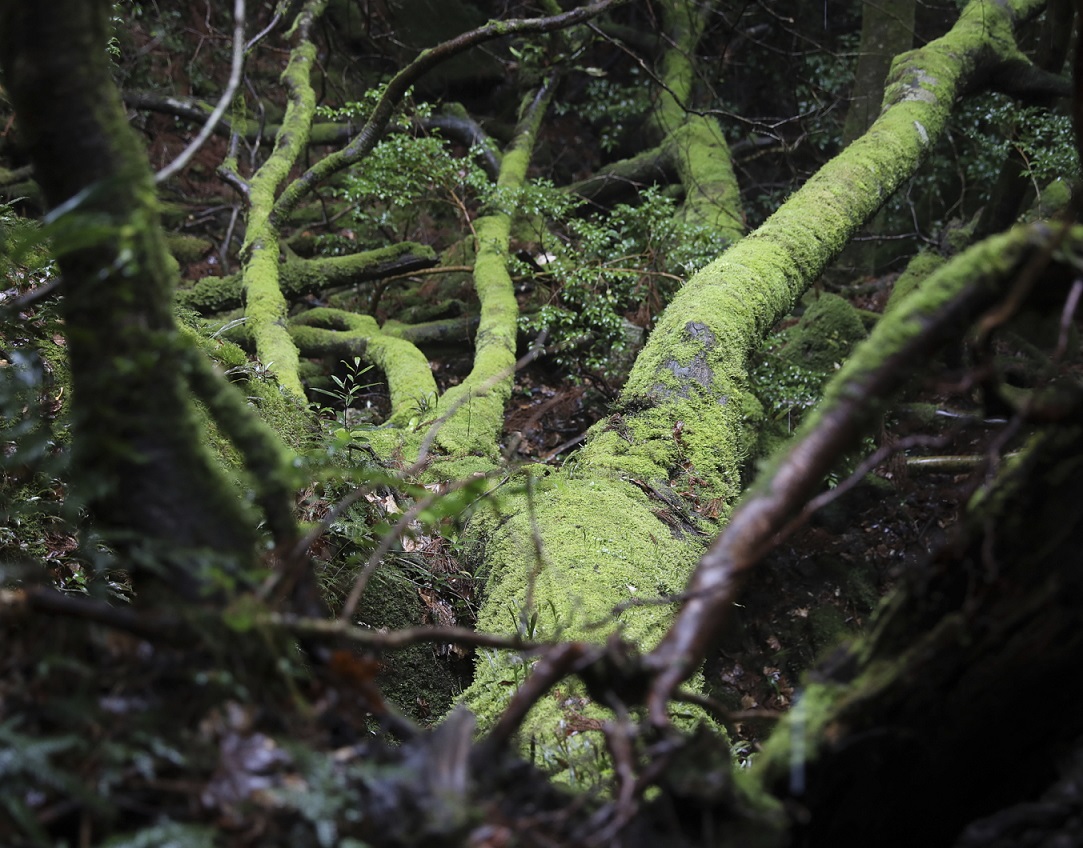 Moosbewachsene Wurzeln auf Yakushima